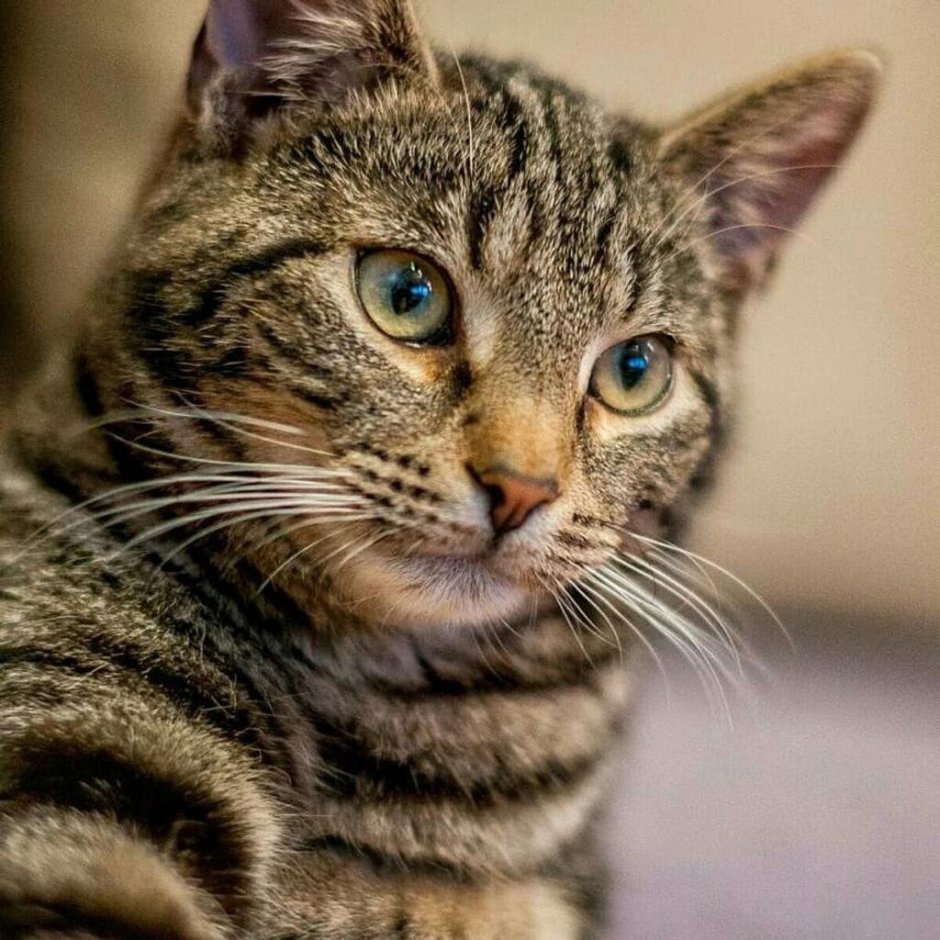Европейская короткошерстная табби