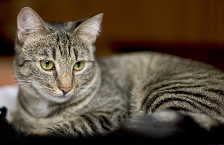Серый кот короткошерстный беспородный