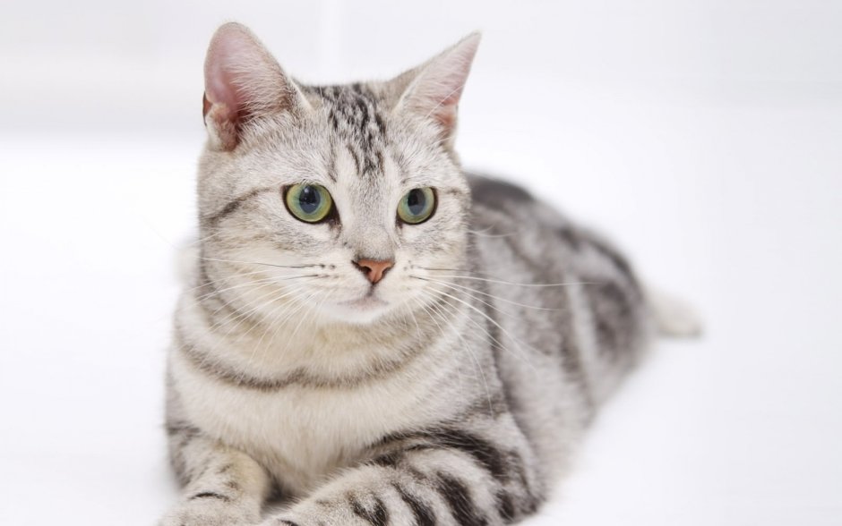 Американская короткошерстная табби