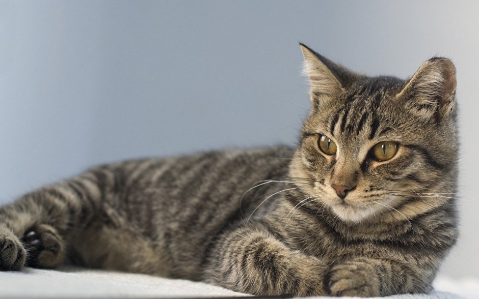 Сибирская короткошерстная