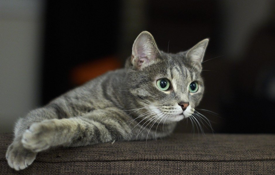 Серый полосатый кот порода