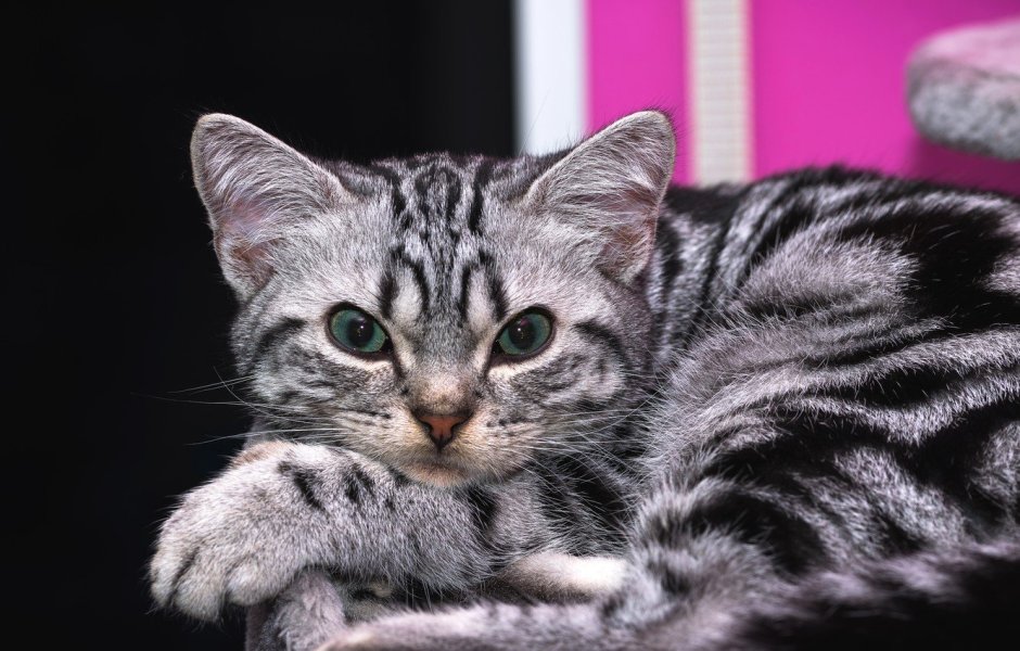 Британская кошка короткошерстная полосатая