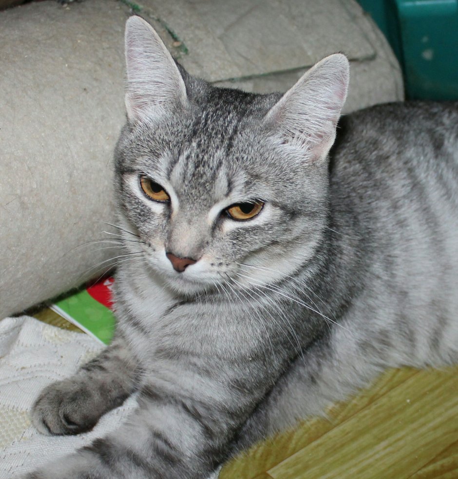 Серая полосатая кошка порода