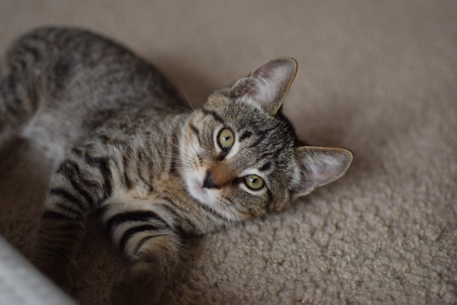 Европейская короткошерстная кошка