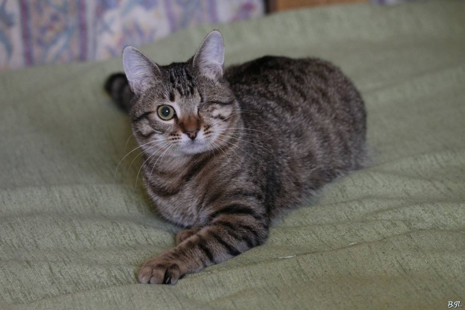 Сибирский табби короткошерстный