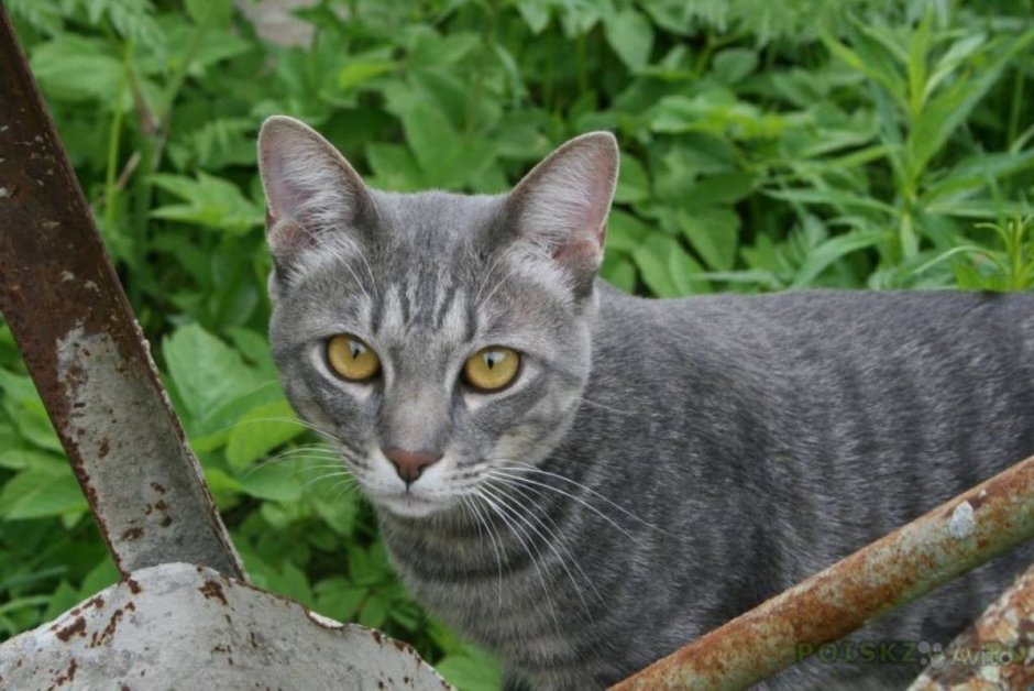 Серые полосатые коты