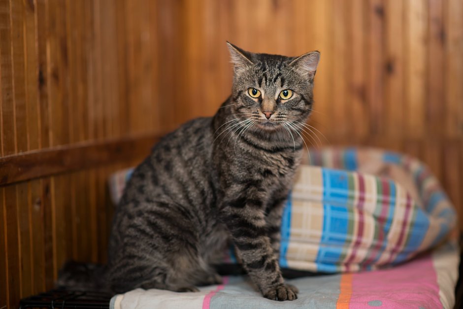 Серый полосатый кот
