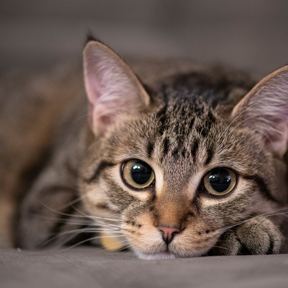 Серые полосатые коты