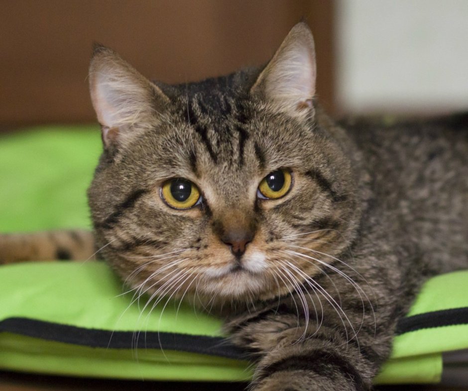 Сибирский полосатый кот гладкошерстный