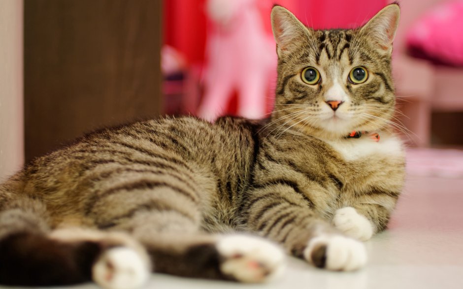 Обычная кошка