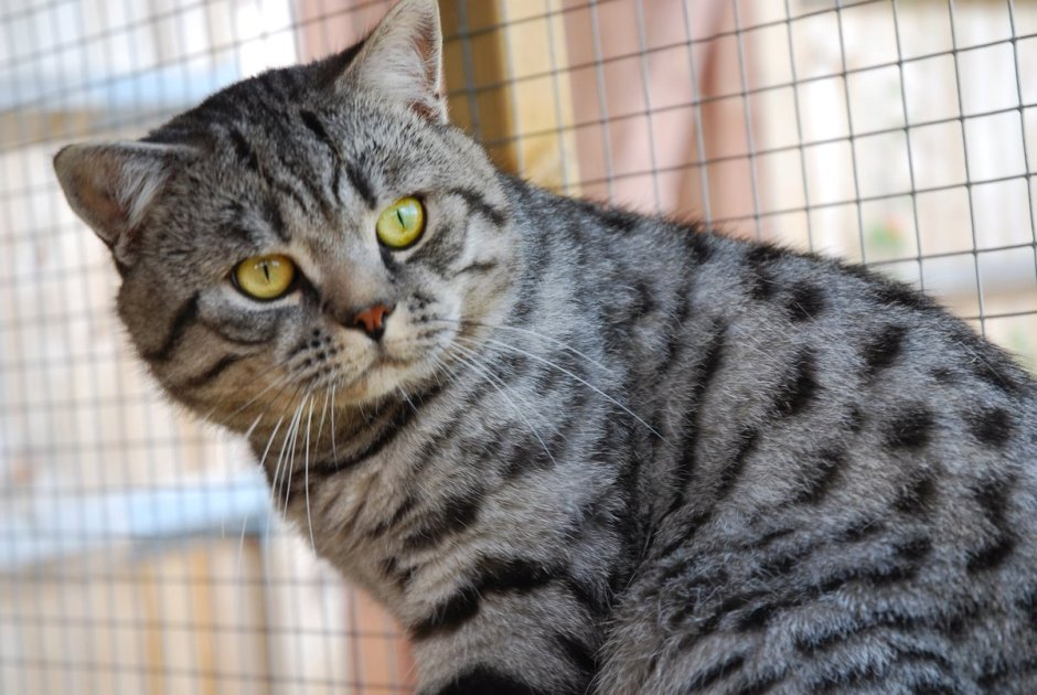 Табби макрель полосатый