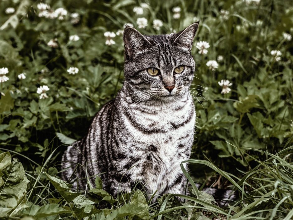 Полосатый кот