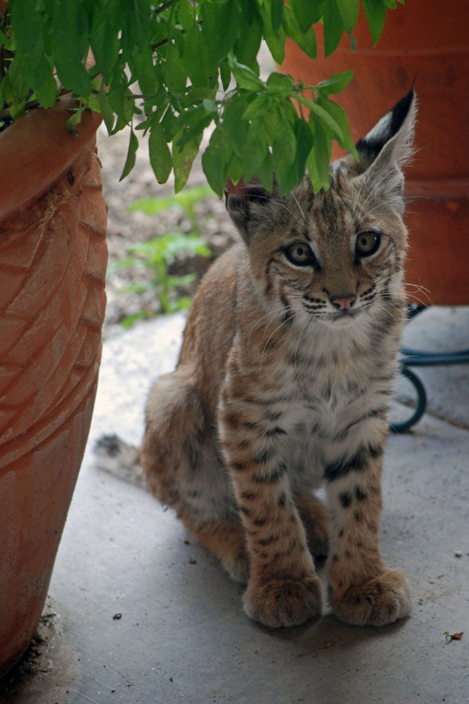 Бобкэт кошка домашняя