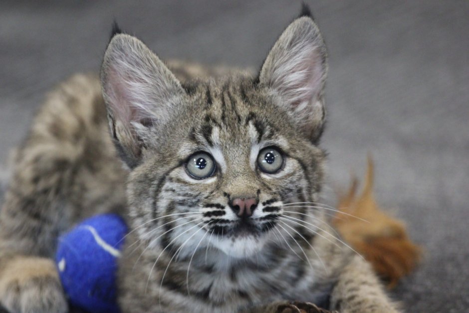 Бобкэт Рысь