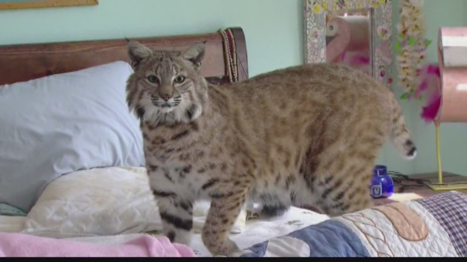 Бобкэт Рысь домашняя