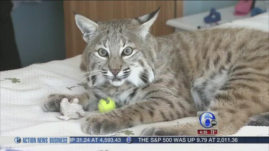 Гибрид рыси и домашней кошки