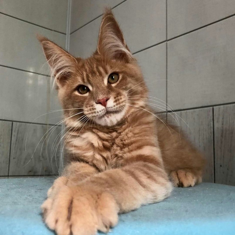 Lynx Мейн кун