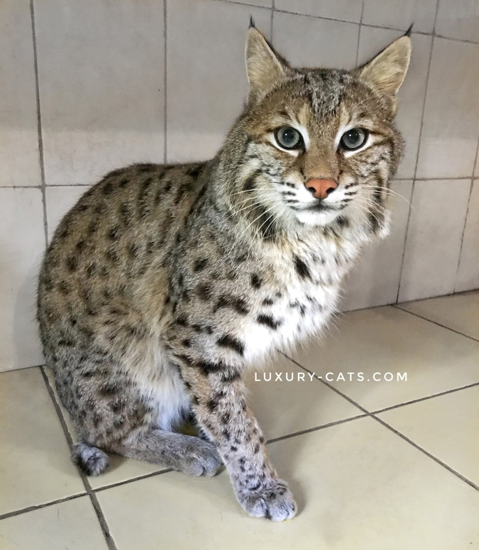 Кот породы Бобкэт