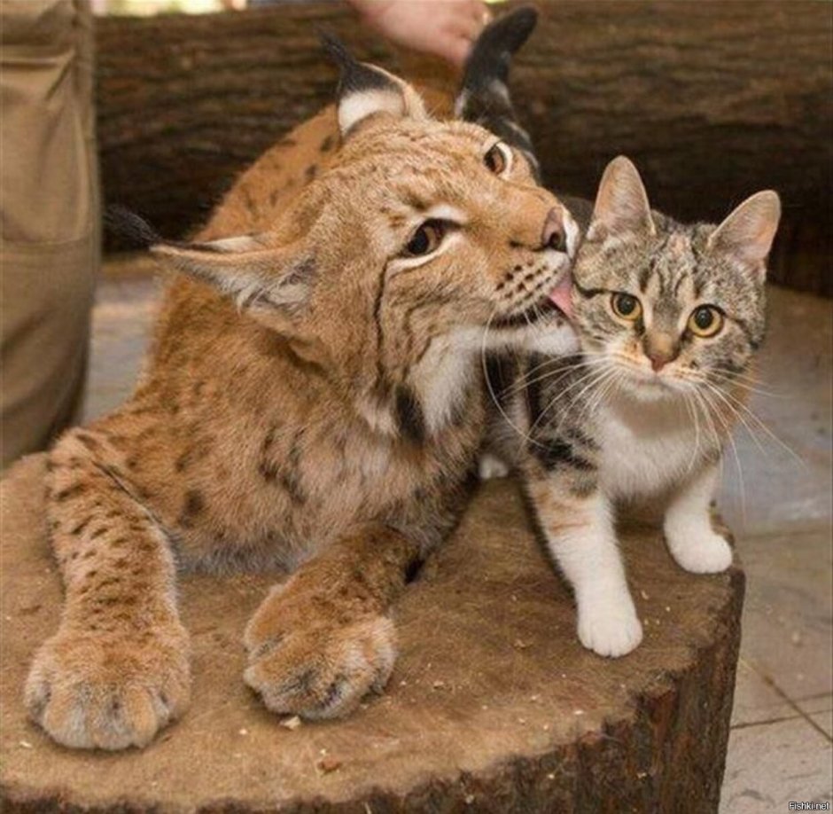 Рысь Линда и кошка Дуся