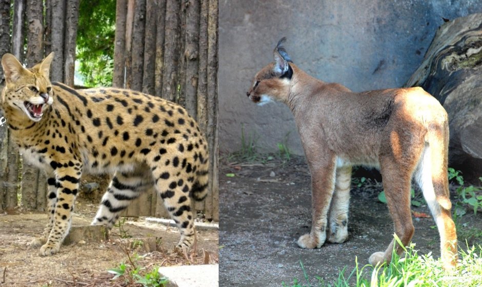 Оцелот сервал каракал