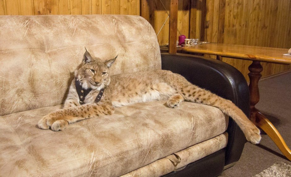 Дикие кошки в квартире