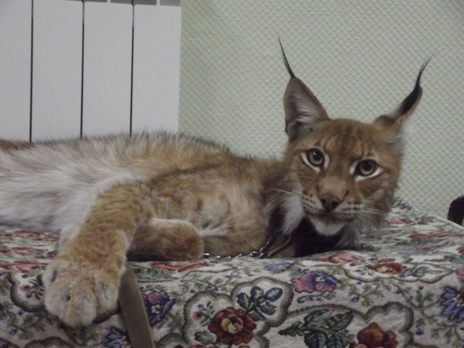 Рысь в доме