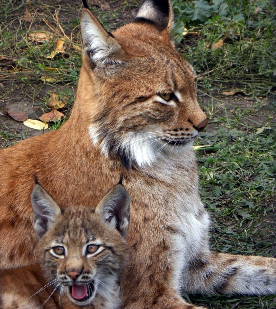 Рысь и лиса