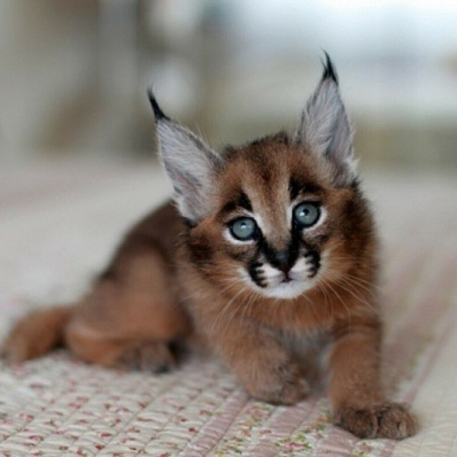 Каракет Абиссинская кошка