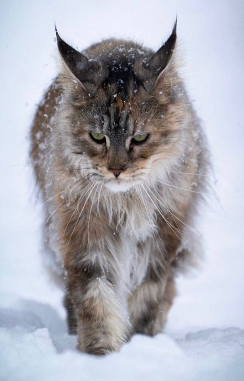 Мэйкун Рысь