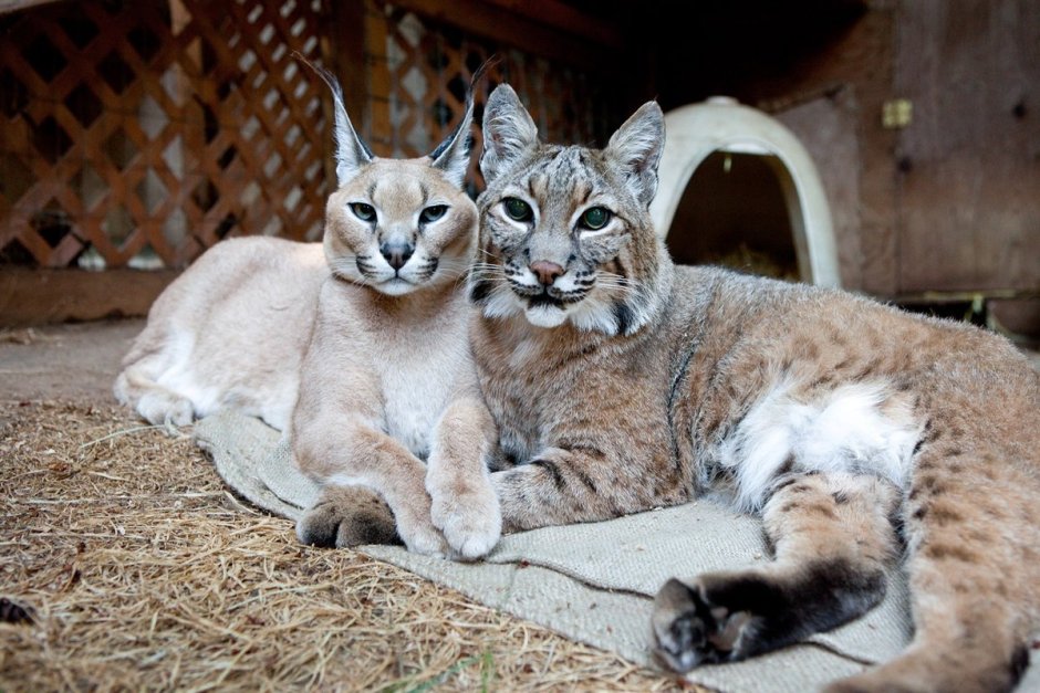 Каракал пустынная Рысь и человек