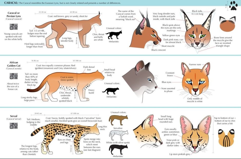 Анатомия каракала