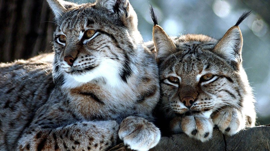 Животные Хорватии