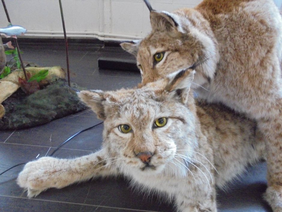 Кот скрещенный с рысью