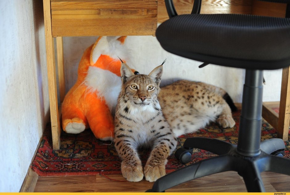 Рысь Сибирская одомашненная