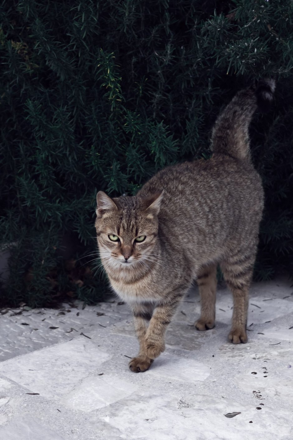 Кот скрещенный с рысью