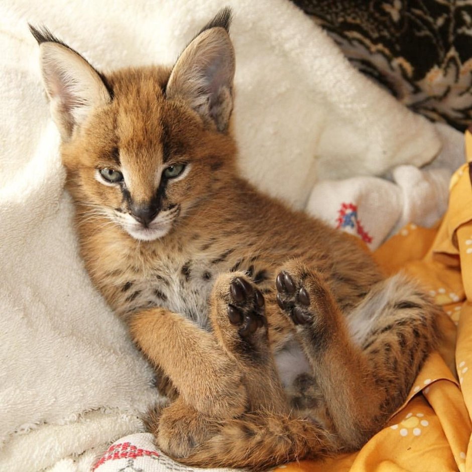 Сервал и каракал