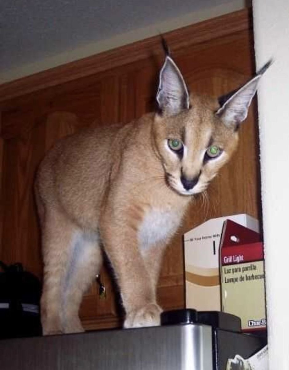 Гибрид каракала и кошки