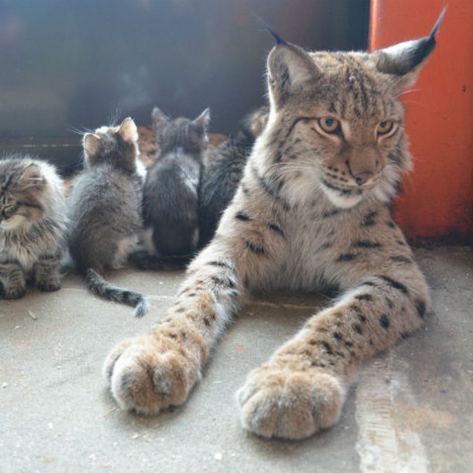 Рысь Алена из Иркутского зоопарка