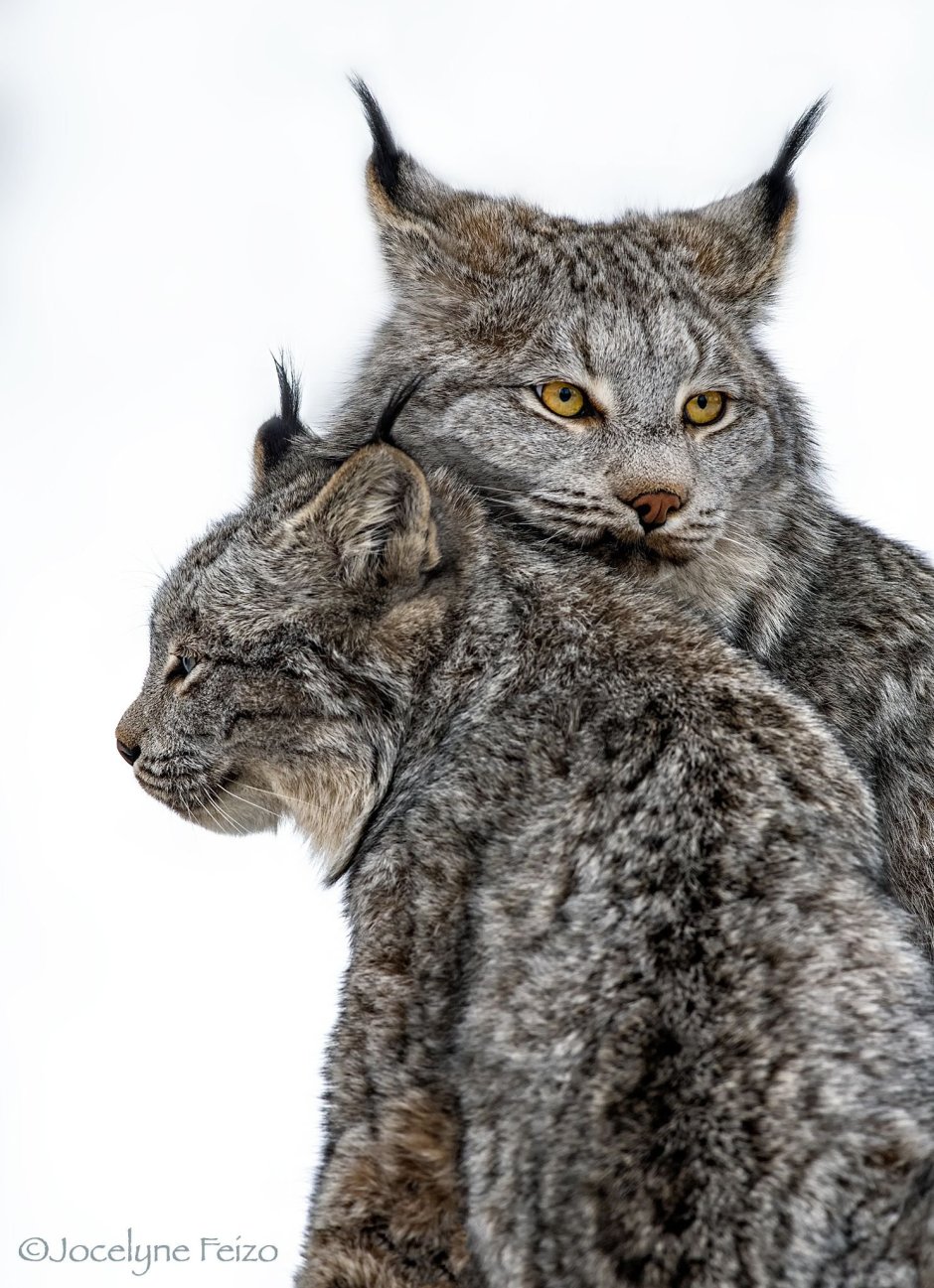 Мэйкун Рысь