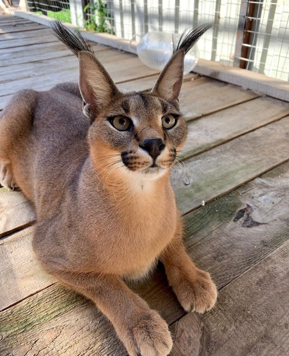 Каракал и каракет