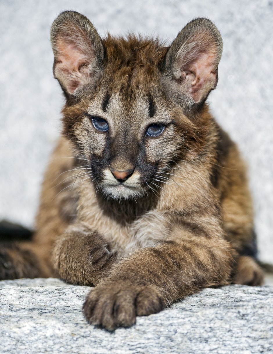 Пума гибрид