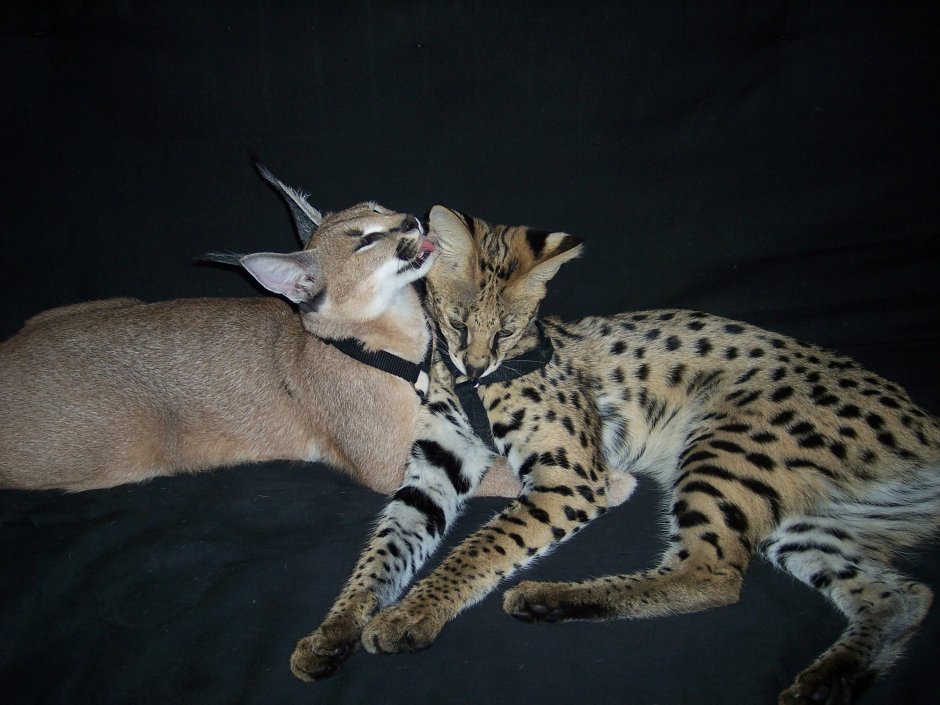 Гибрид сервала и каракала