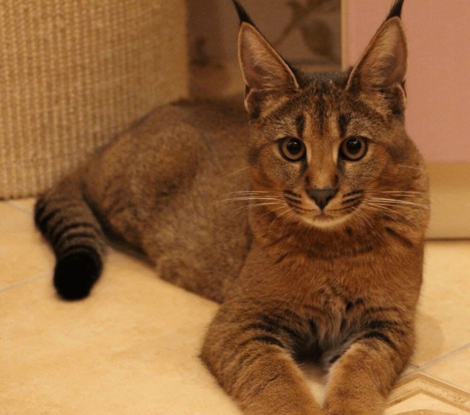 Каракет порода кошек