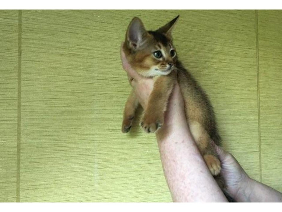 Абиссинская кошка полосатая