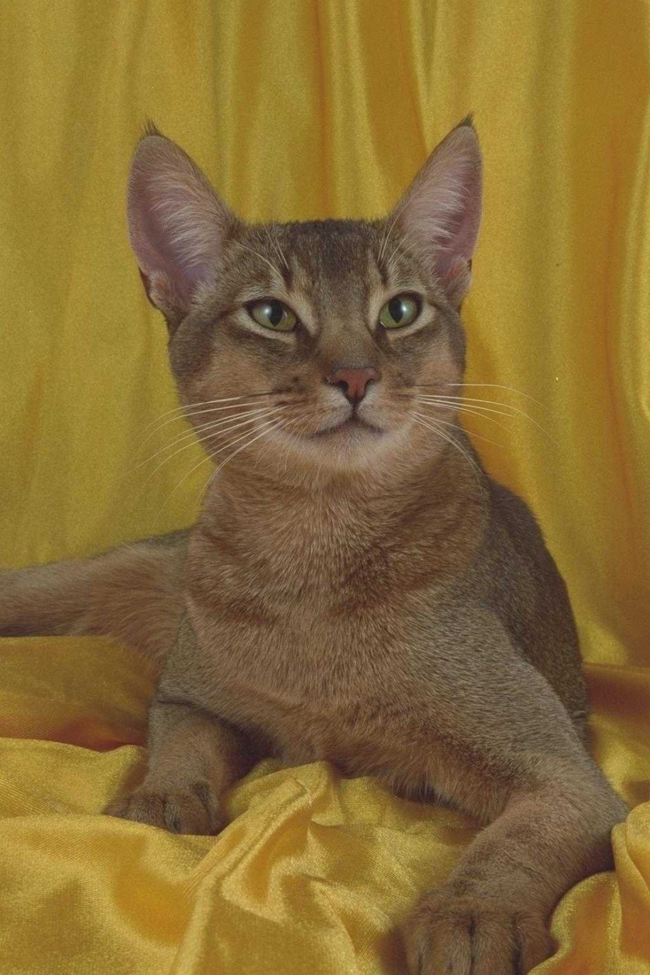 Большеухий кот Абиссинские кошки
