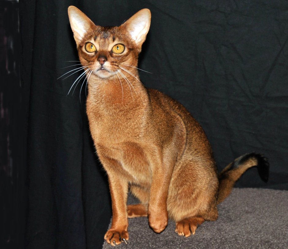 Абиссинская тайская кошка
