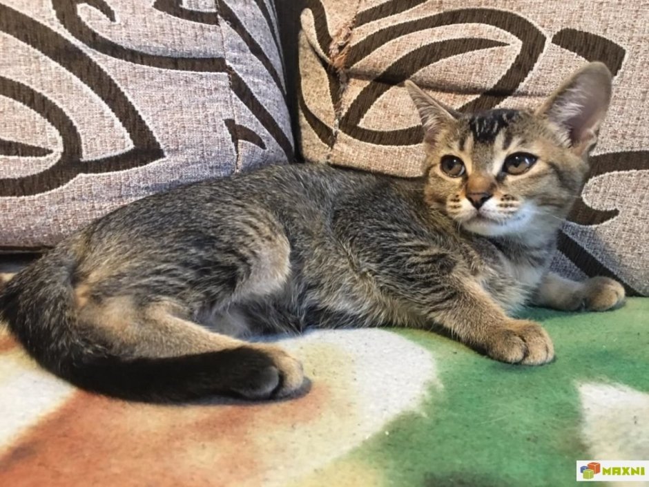 Метис кошка