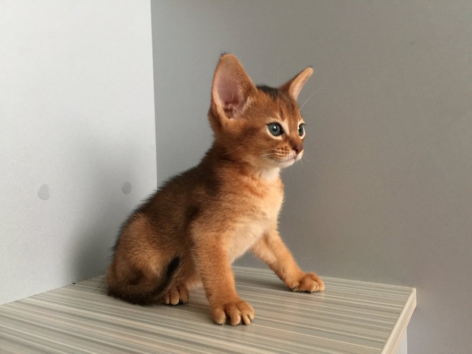 Абиссинская кошка и сфинкс