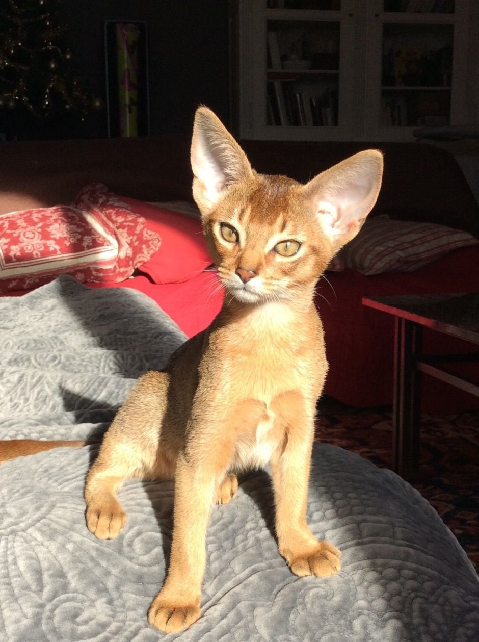 Коты рядом с Нахабино абиссинцы авито