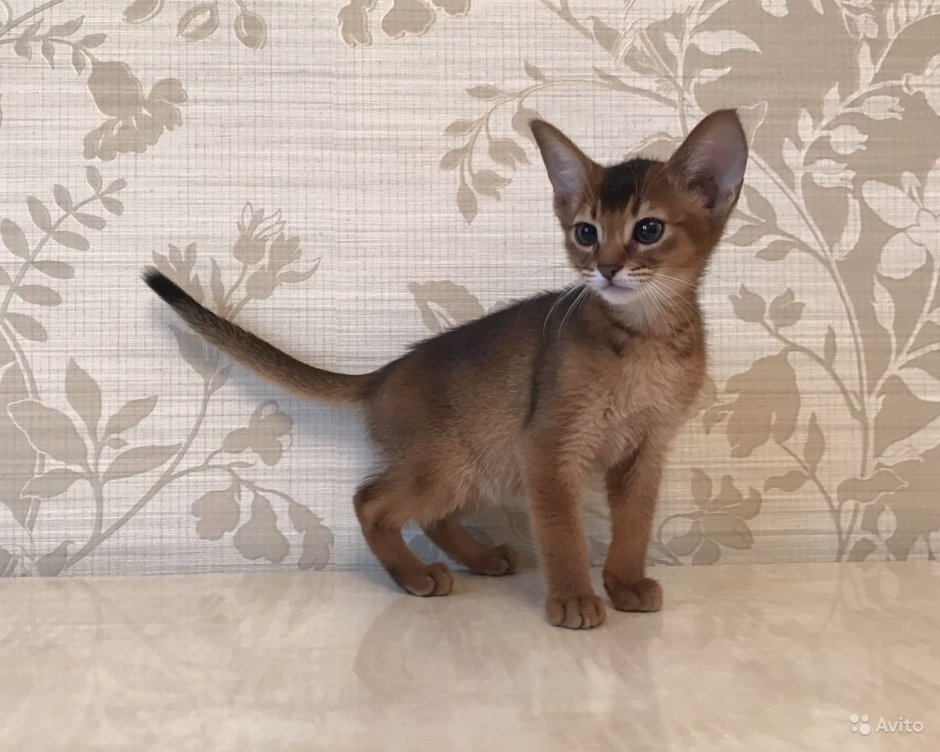 Абиссинская кошка